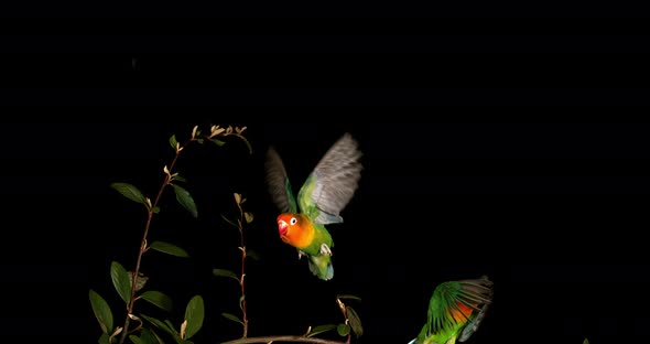 Fischer's Lovebird, agapornis fischeri, Pair standing on Branch, taking off, in flight