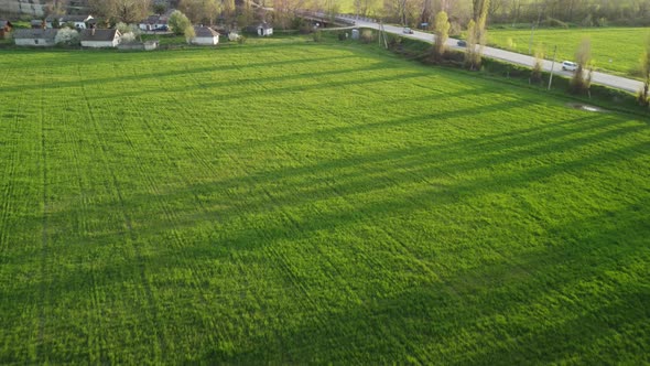 Aerial View on Green Wheat Field in Countryside