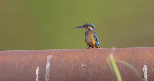 Alone Common Kingfisher Sitting On A Bar While Looking In Its Habitat With Blurred Background. - clo