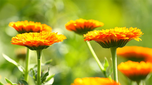 Calendula Flowers