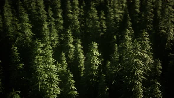 Thickets of Marijuana Plant on the Field