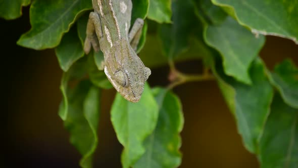 Baby Chameleon Looking Around