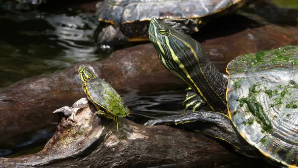 Sea Turtle with its Baby Swimming in the Cenote in Mexico