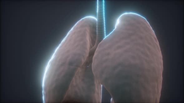 3d Animation of Human Lungs