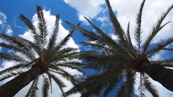 Two Palm Trees And Sky With Clouds