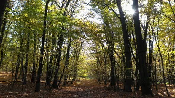 Brown And Yellow Leaves In The Forest