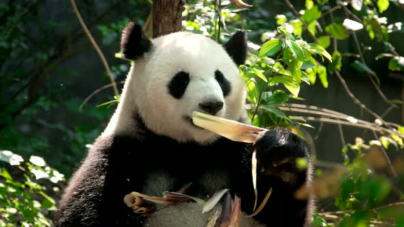 Giant Panda Bear Eating Bamboo