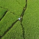 Someone is standing enjoying the view of the rice fields from the drone footage	 - VideoHive Item for Sale