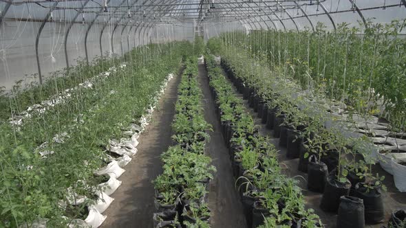 View of Tomato Bushes at Different Stage of Growth