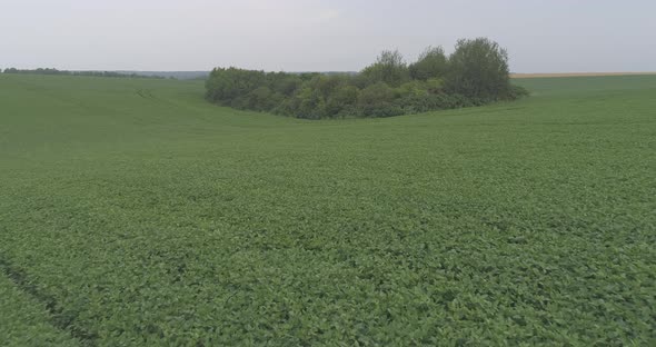 Aerial of green plants and trees