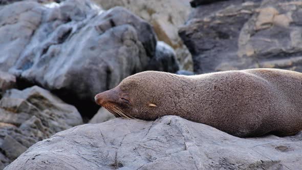 Close up of single New Zealand fur seal relaxing, sunbathing and opening eyes to check on the surrou
