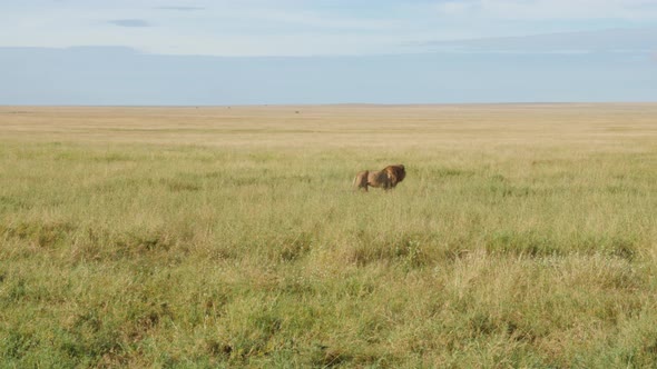 Male Lions on the rocks in Serengeti National Park Tanzania