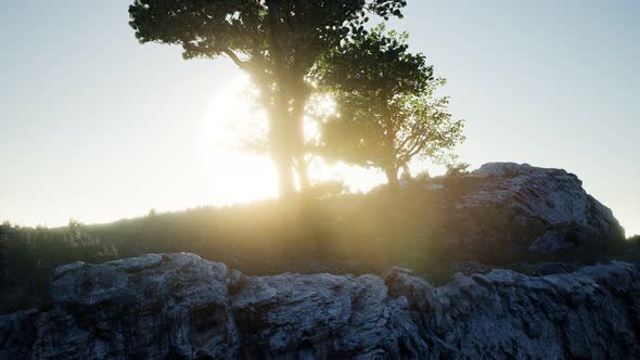 Trees on Rocks in Mountains at Sunset alt