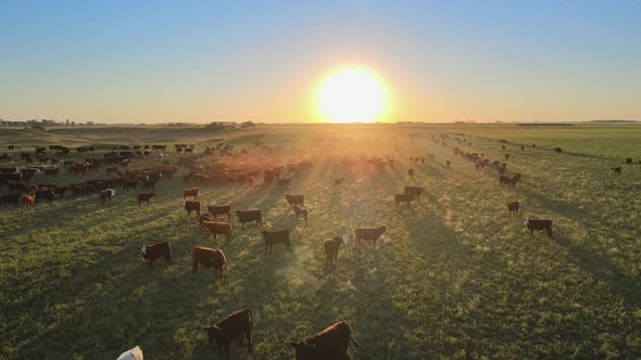 Free range cattle walking on vast open grass field during sunset. Lens flare. Aerial pan