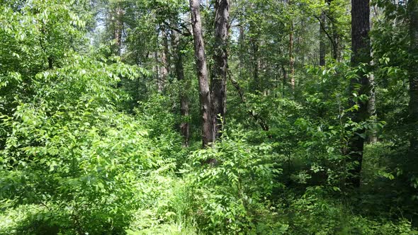 Beautiful Green Forest on a Summer Day Slow Motion