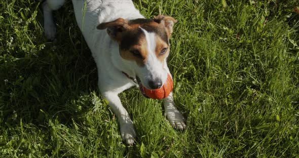Jack Russell Terrier Usually Plays an Orange Ball on the Grass