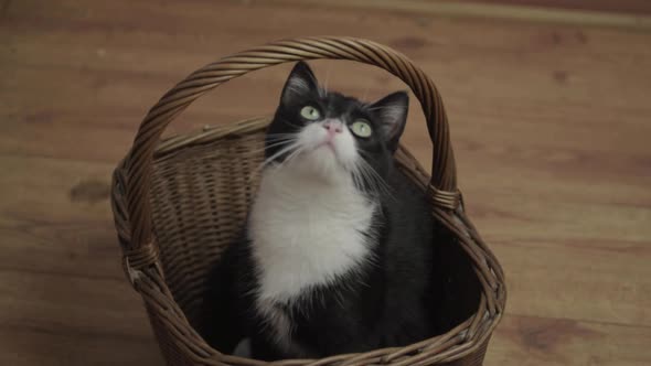 Cute black and white kitten in woven basket