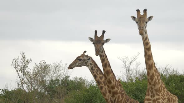 Close up view of three giraffes