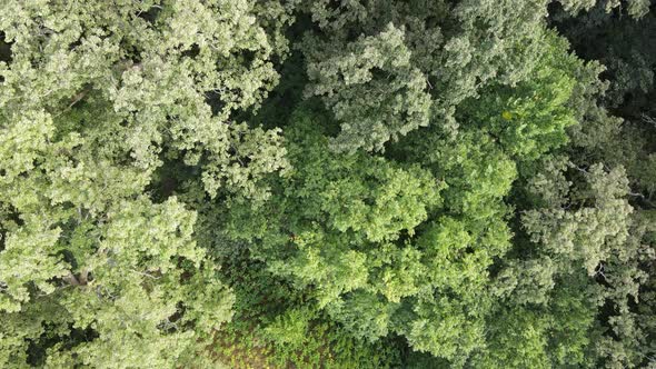 Aerial View of Green Forest in Summer. Ukraine