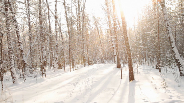 Movement Along Birch Forest