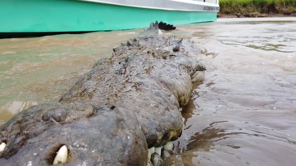 Large Crocodile attacking in a river