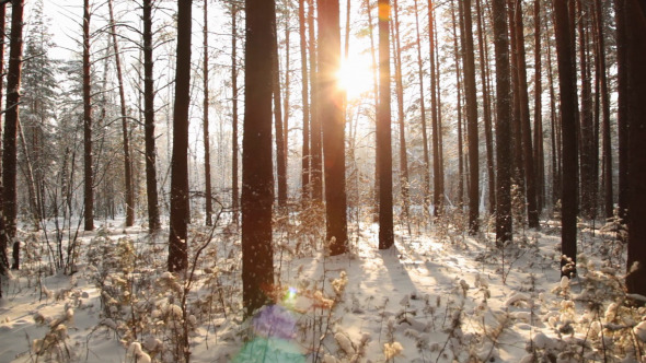 Movement Through the Dark Forest to Meet the Sun