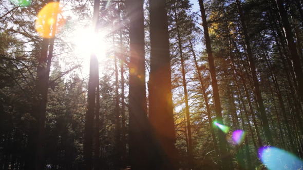 The Rays of the Sun Through the Dark Forest alt