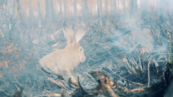 Burntout Forest with Smoke and a Rabbit in It