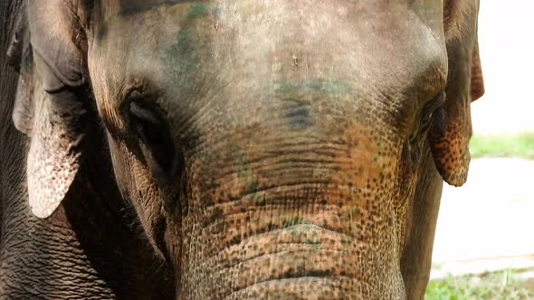 Elephant walking towards to you in closeup at a zoo