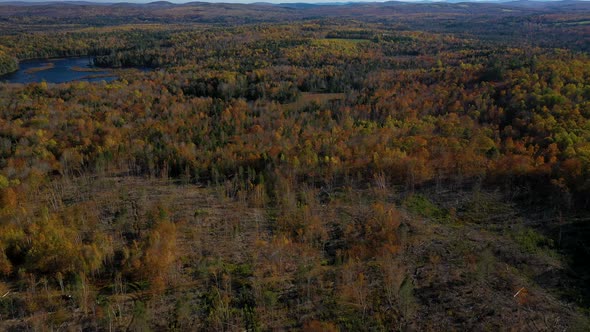 Aerial reveal of a late autumn forest beyond a newly logged plot of land