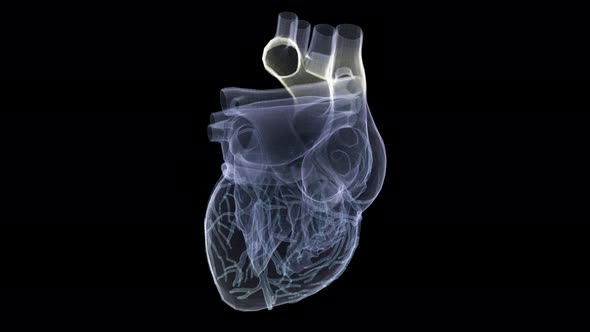 Futuristic Holographic X-ray Scanning Human Body Part - Heart