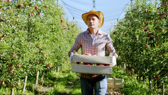 Walking in Front of the Camera in a Large Apple