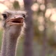 ostrich head and neck in the park - VideoHive Item for Sale