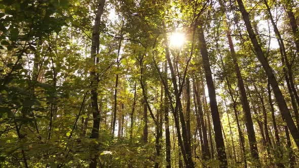 Forest with Trees in an Autumn Day