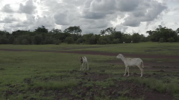 Africa Mali Goats Aerial View