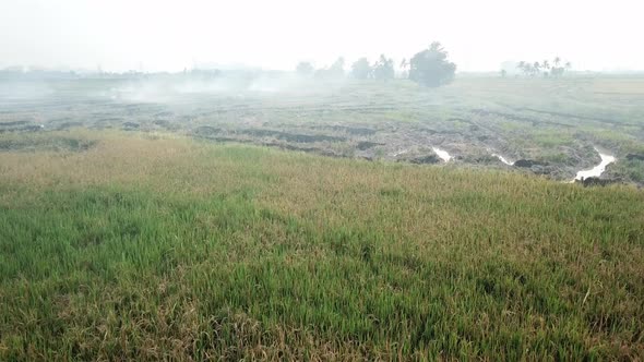 Open burning at rice field.