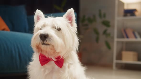 Beautiful Dog Wearing Red Bow Closeup West Highland White Terrier Portrait