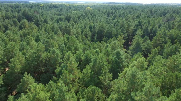 Flight Over Pine Forest 3