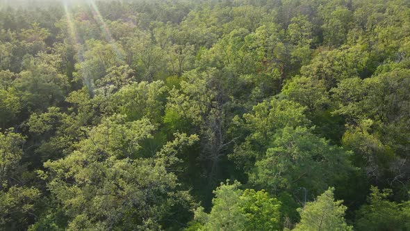 Aerial View of Trees in the Forest. Ukraine