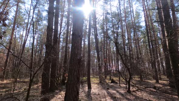 Forest with Pines with High Trunks During the Day