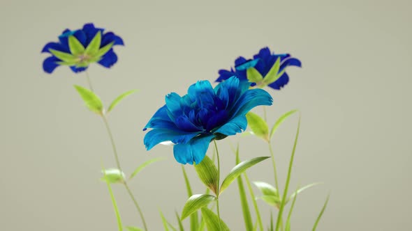 Blooming Blue Roses