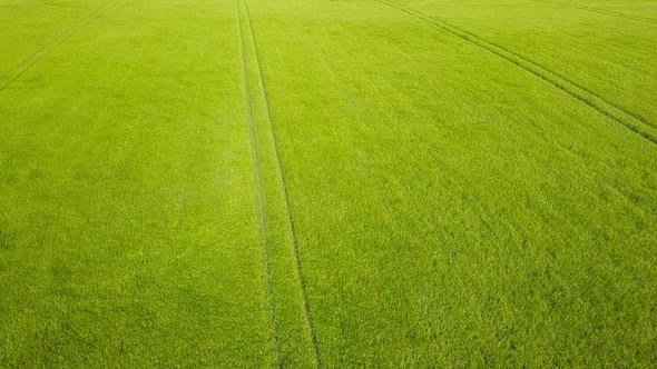 Tracking shot aerial video of barley field on a windy day, showing waves and ripples of the plants