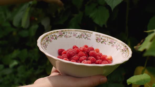 Closeup of a Woman's Hand Holding a Saucer with Plucked Raspberries