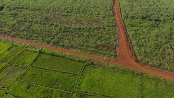 Aerial birds eye view shot of people walking along a dirt road by agriculture fields in Africa.