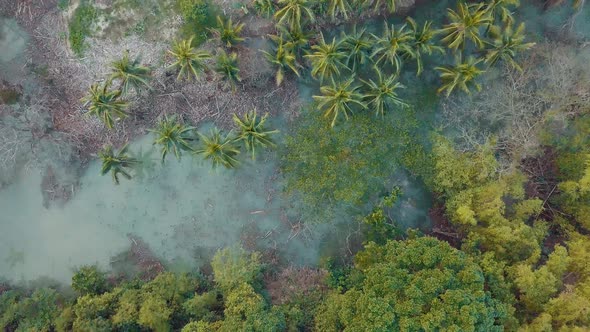 Bird's eye aerial view rising up above the lush forest of a valley in the Boljoon region of the Phil