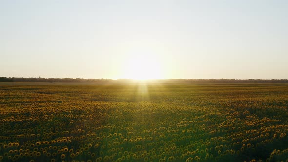 Sunflowers field at sunset. Tuscan countryside, Italy.