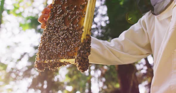 Closeup Beehive Frame with a Lot of Bees and Honeycombs is Held By Male Beekeeper in White