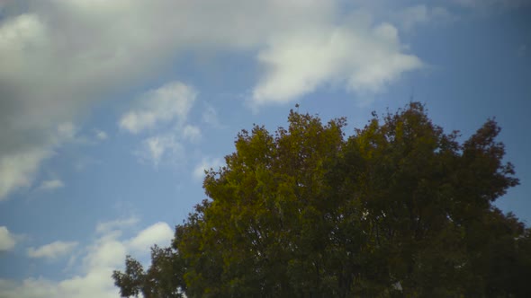 Selective Focus Timelapse of Fall Tree Leaves and Blue Sky