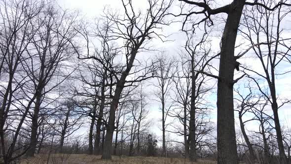 Forest with Trees Without Leaves During the Day