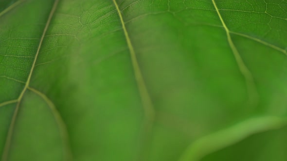 Close Up Macro of a Green Leaf